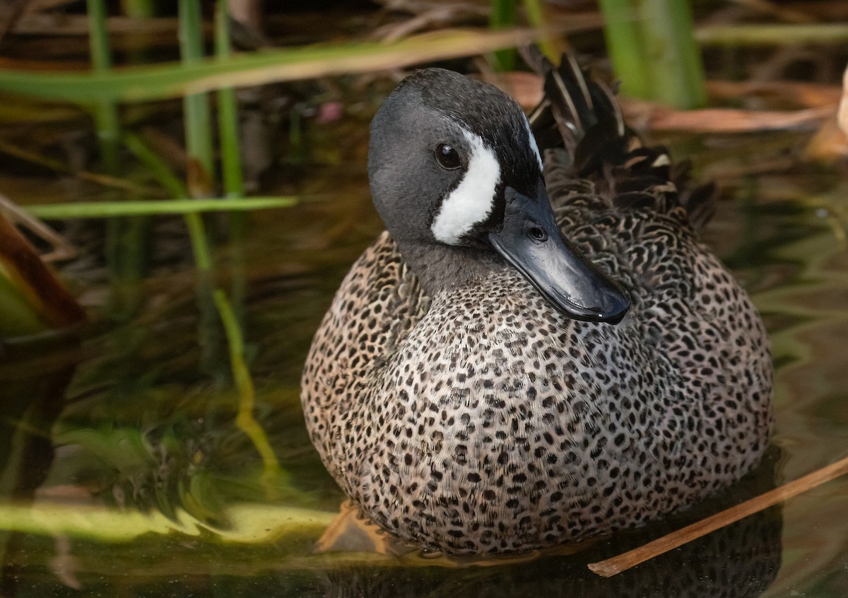Blue-winged Teal - ML618016502
