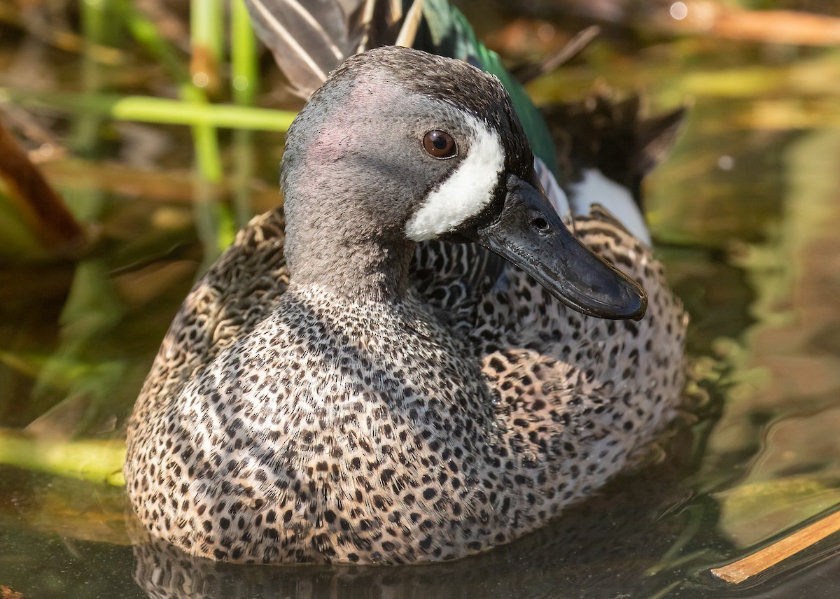 Blue-winged Teal - ML618016503