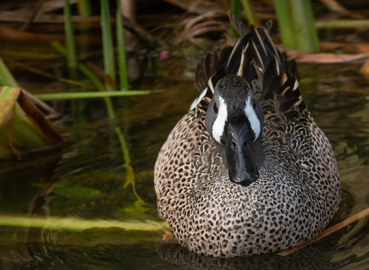 Blue-winged Teal - ML618016505
