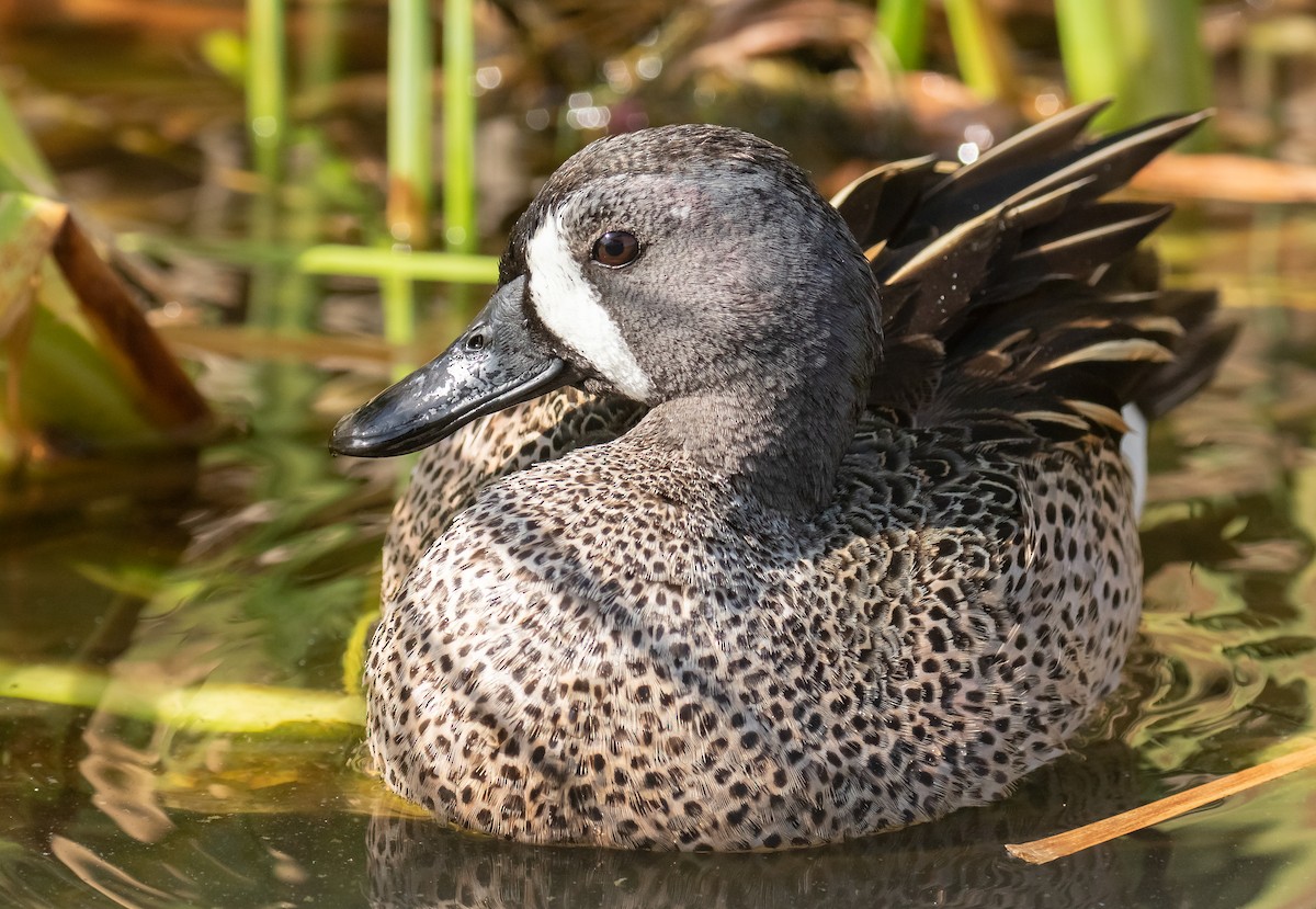 Blue-winged Teal - ML618016506