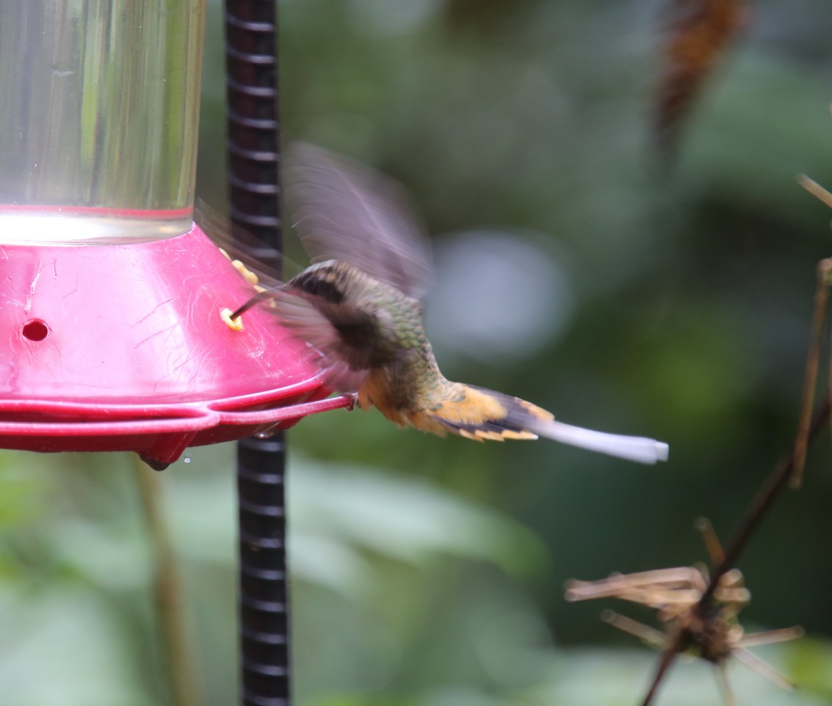 kolibřík dlouhoocasý - ML618016514