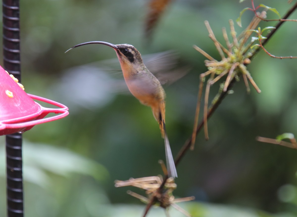 kolibřík dlouhoocasý - ML618016515
