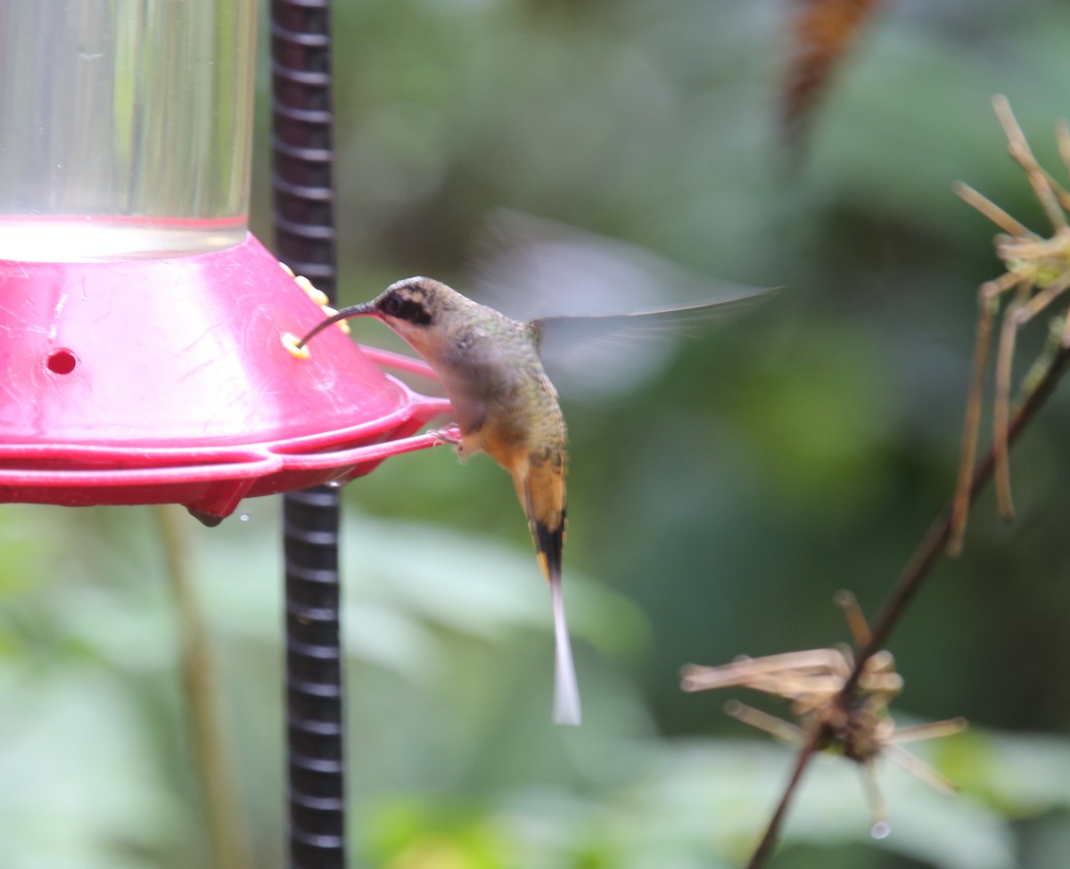 kolibřík dlouhoocasý - ML618016516