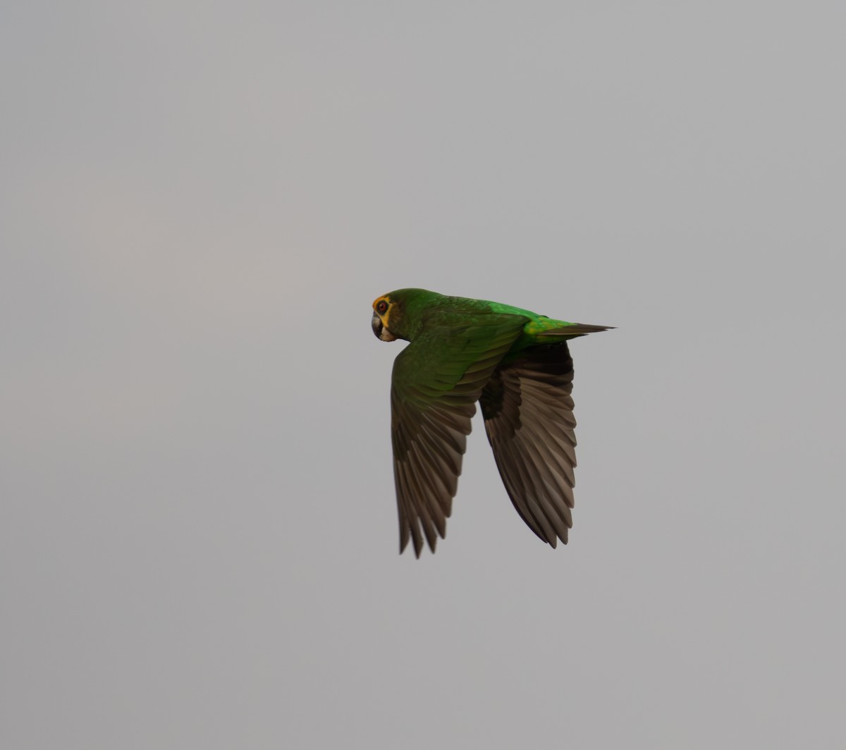 Yellow-fronted Parrot - ML618016523