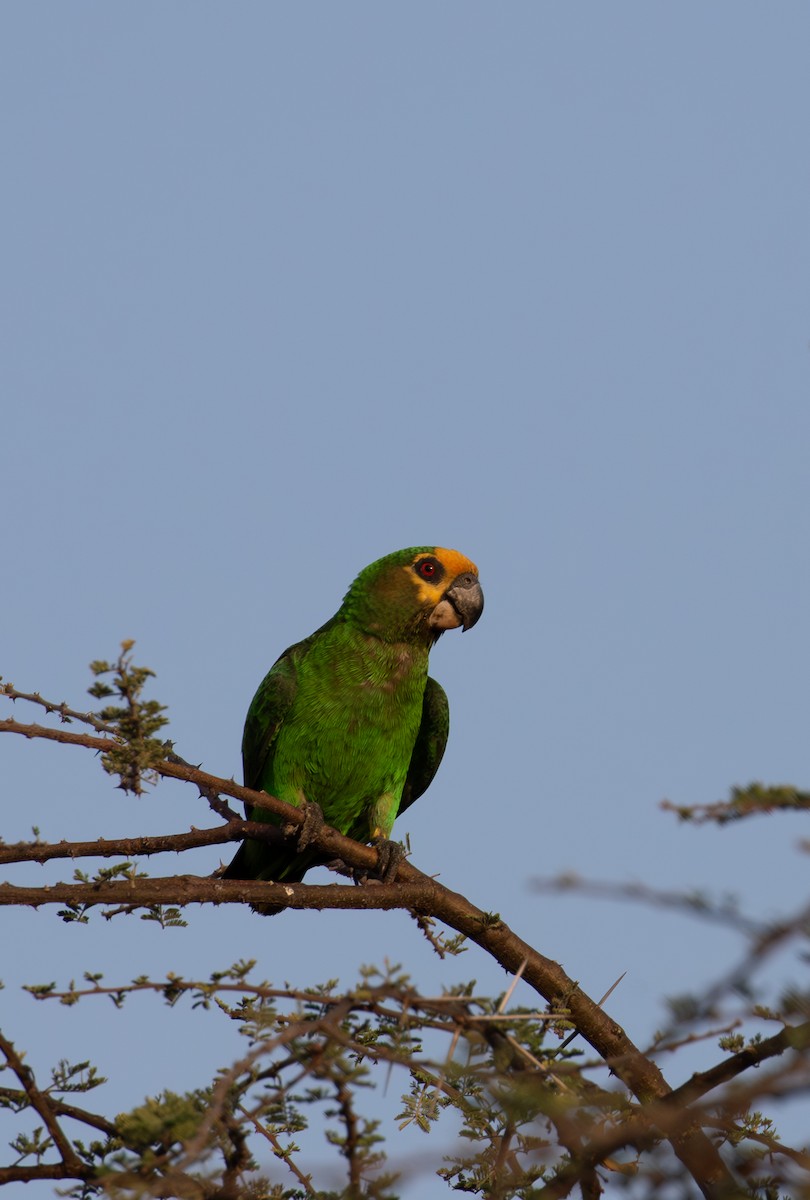 Yellow-fronted Parrot - ML618016524