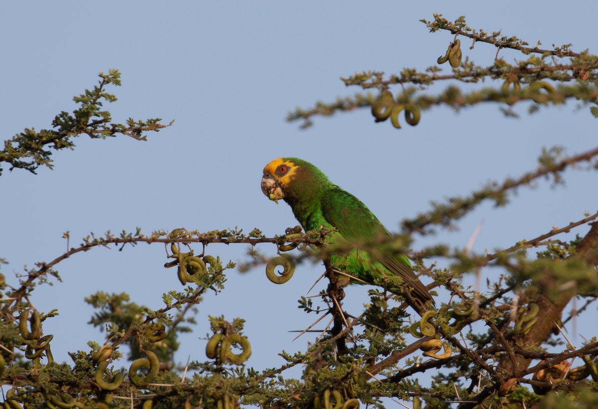Yellow-fronted Parrot - ML618016525