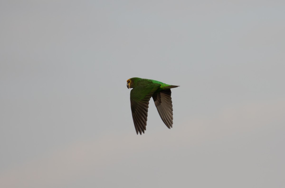 Yellow-fronted Parrot - ML618016526