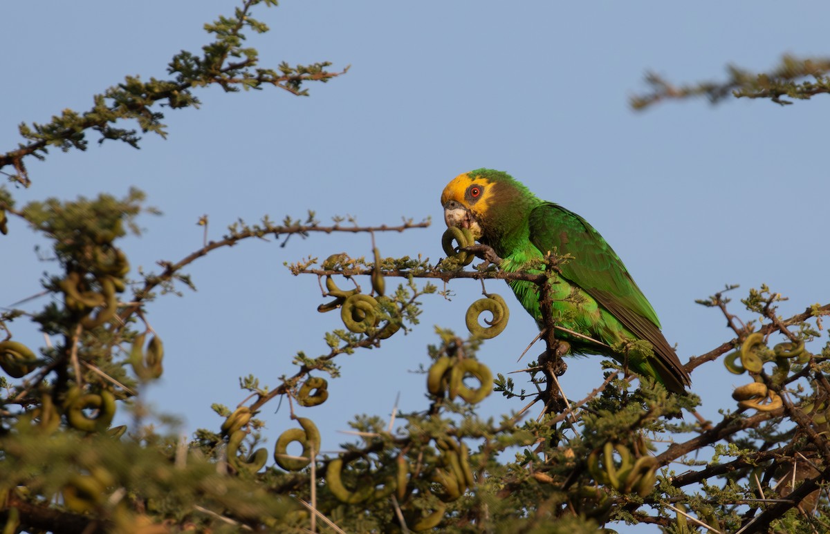 Yellow-fronted Parrot - ML618016527
