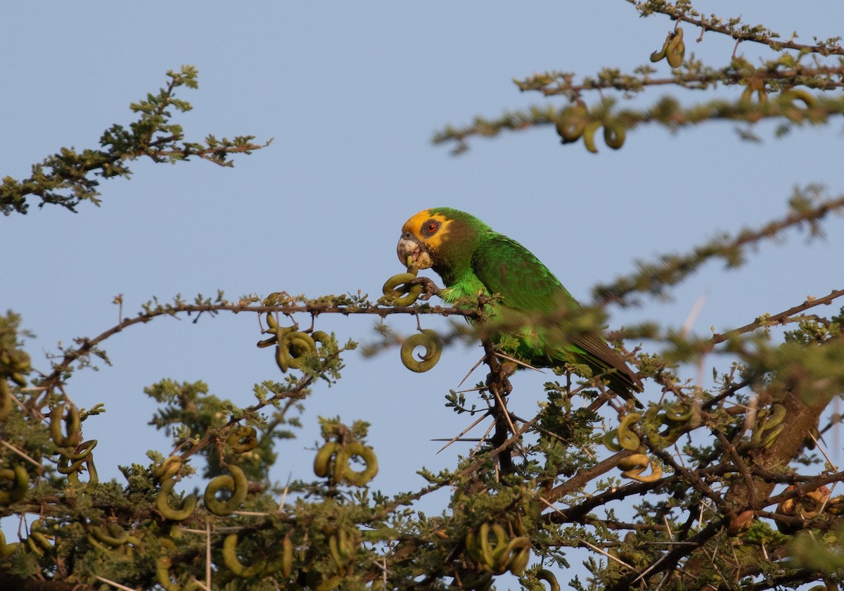 Yellow-fronted Parrot - simon walkley