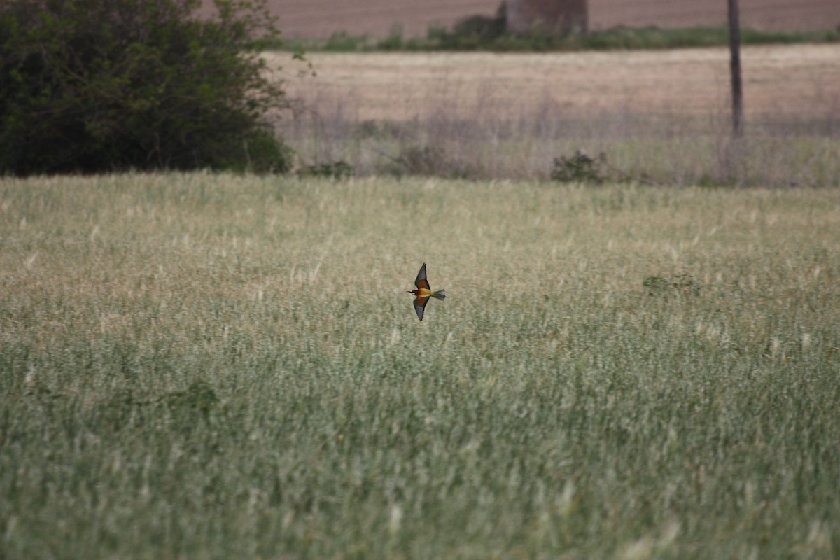 European Bee-eater - ML618016529