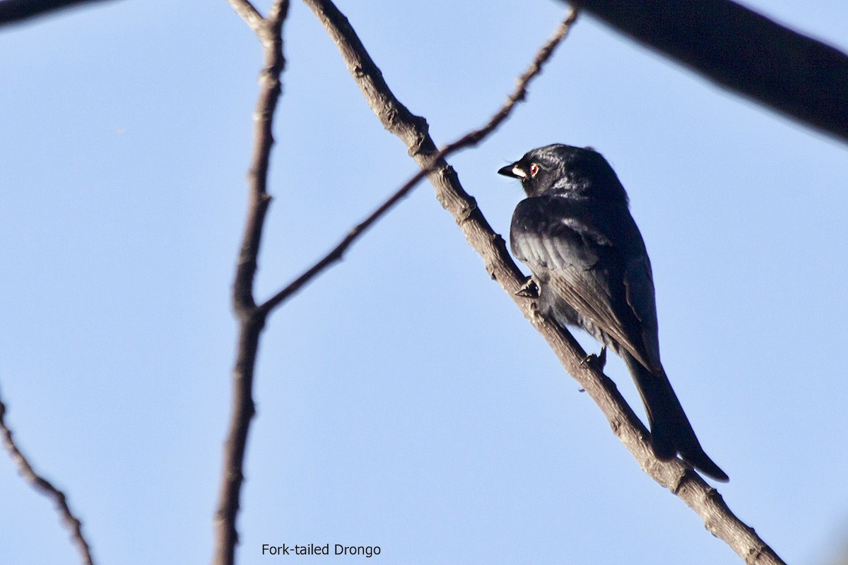 Fork-tailed Drongo - ML618016536