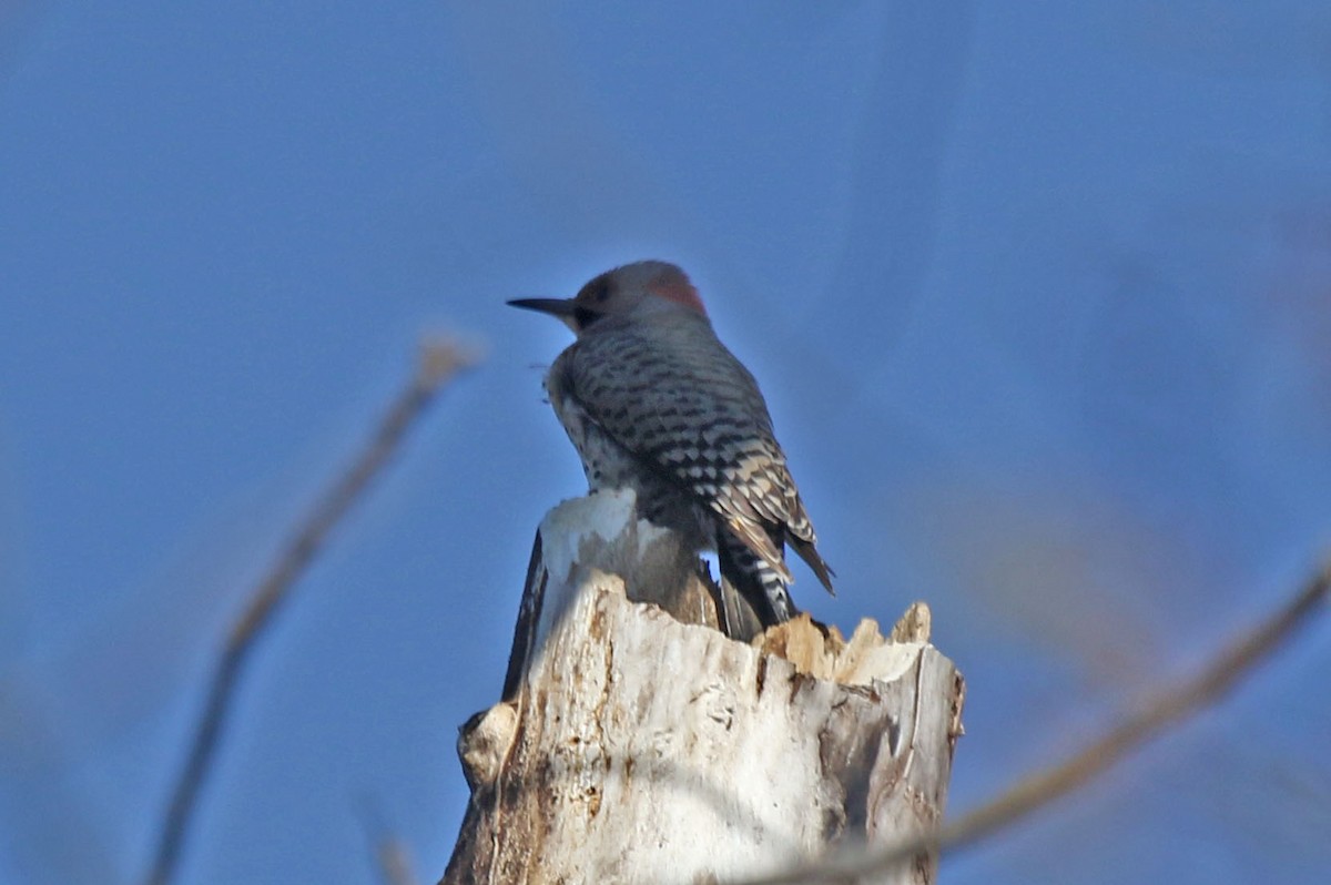 Northern Flicker - Joan and/or George Sims