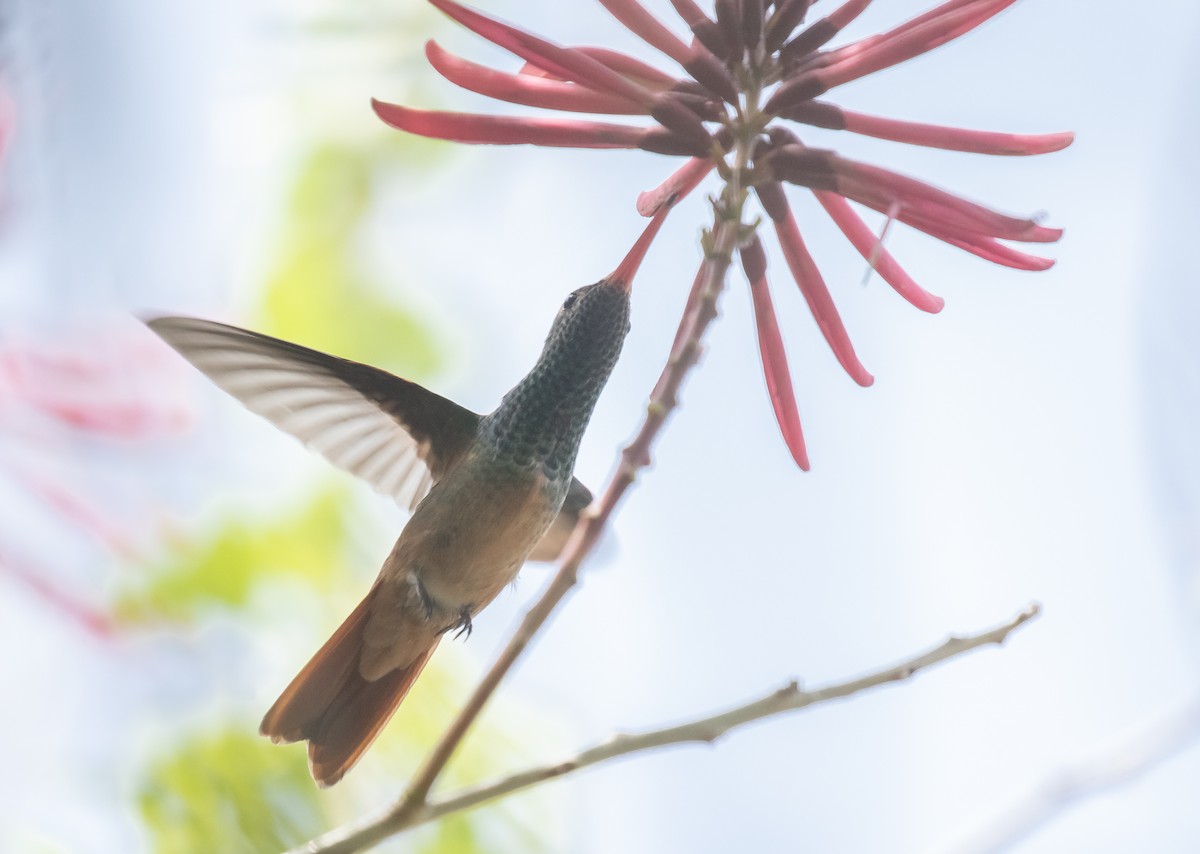 Buff-bellied Hummingbird - Liam Huber