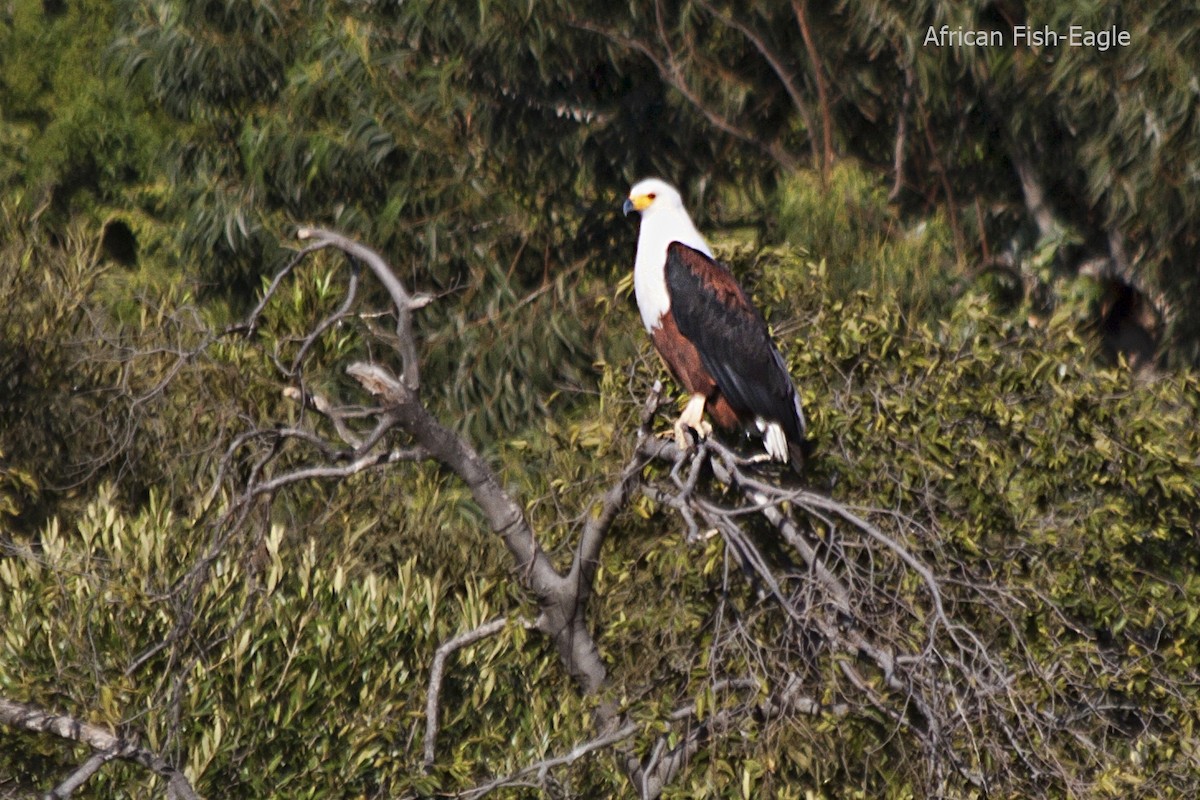 African Fish-Eagle - ML618016571