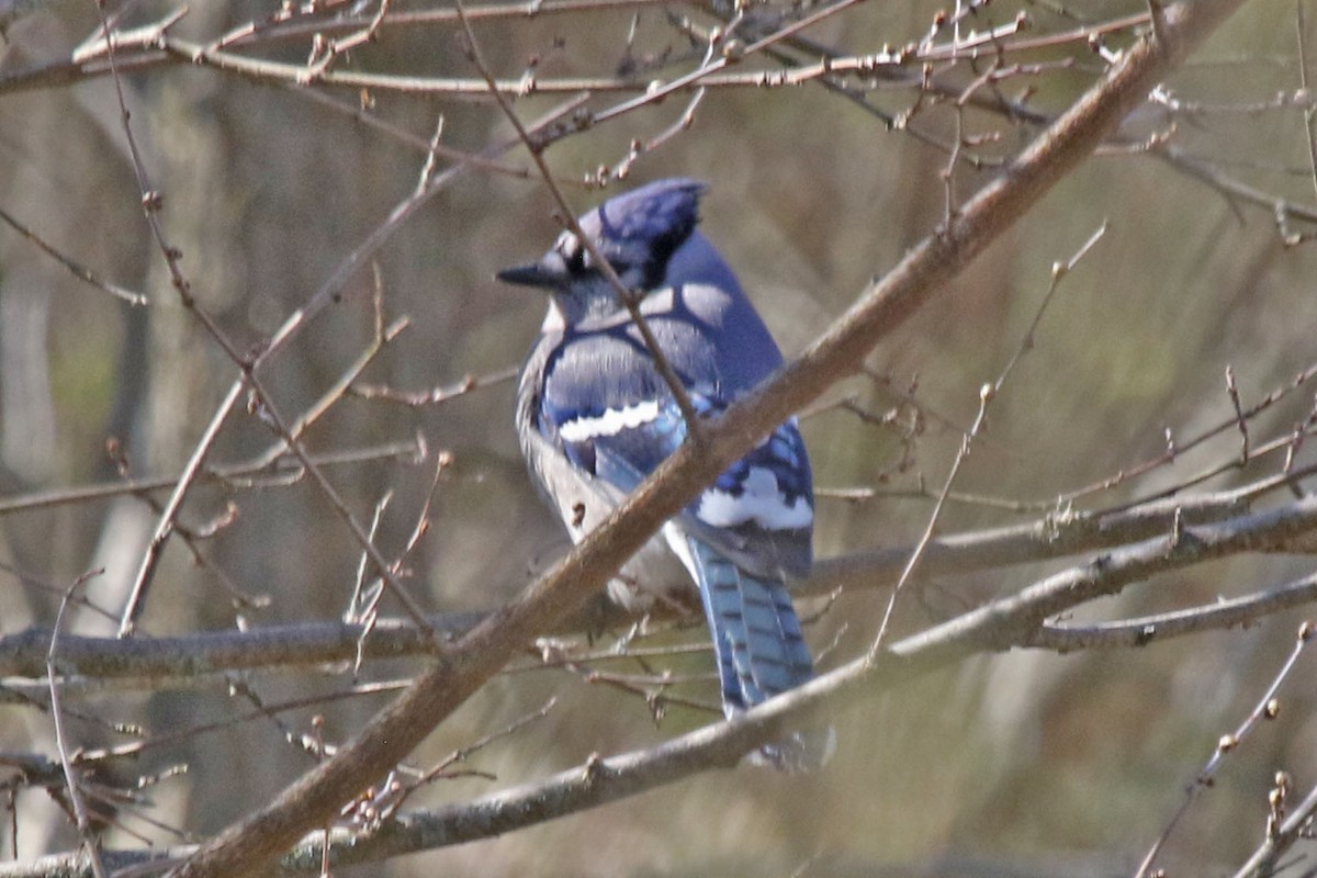 Blue Jay - Joan and/or George Sims