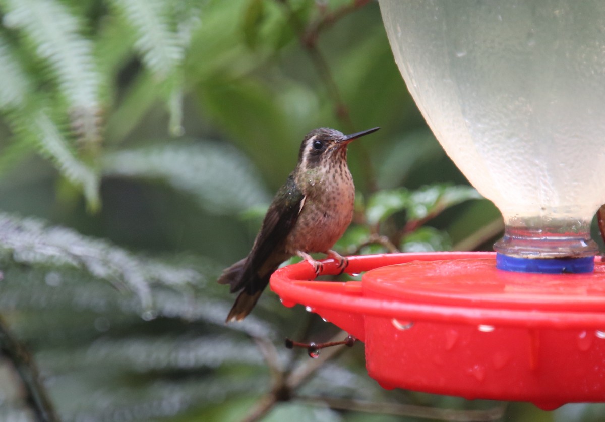 Speckled Hummingbird - ML618016575