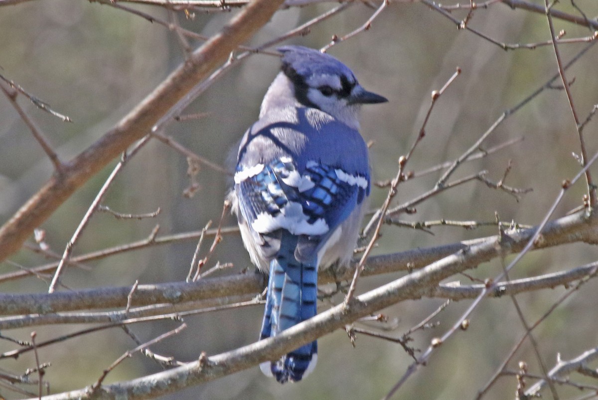 Blue Jay - Joan and/or George Sims