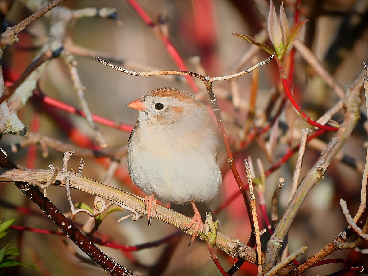 Field Sparrow - Russ Boushon  💙🐦🦉🦅