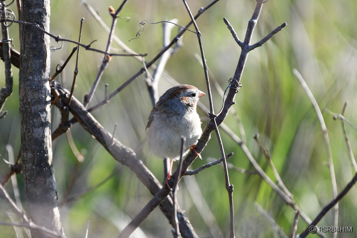 Field Sparrow - ML618016592