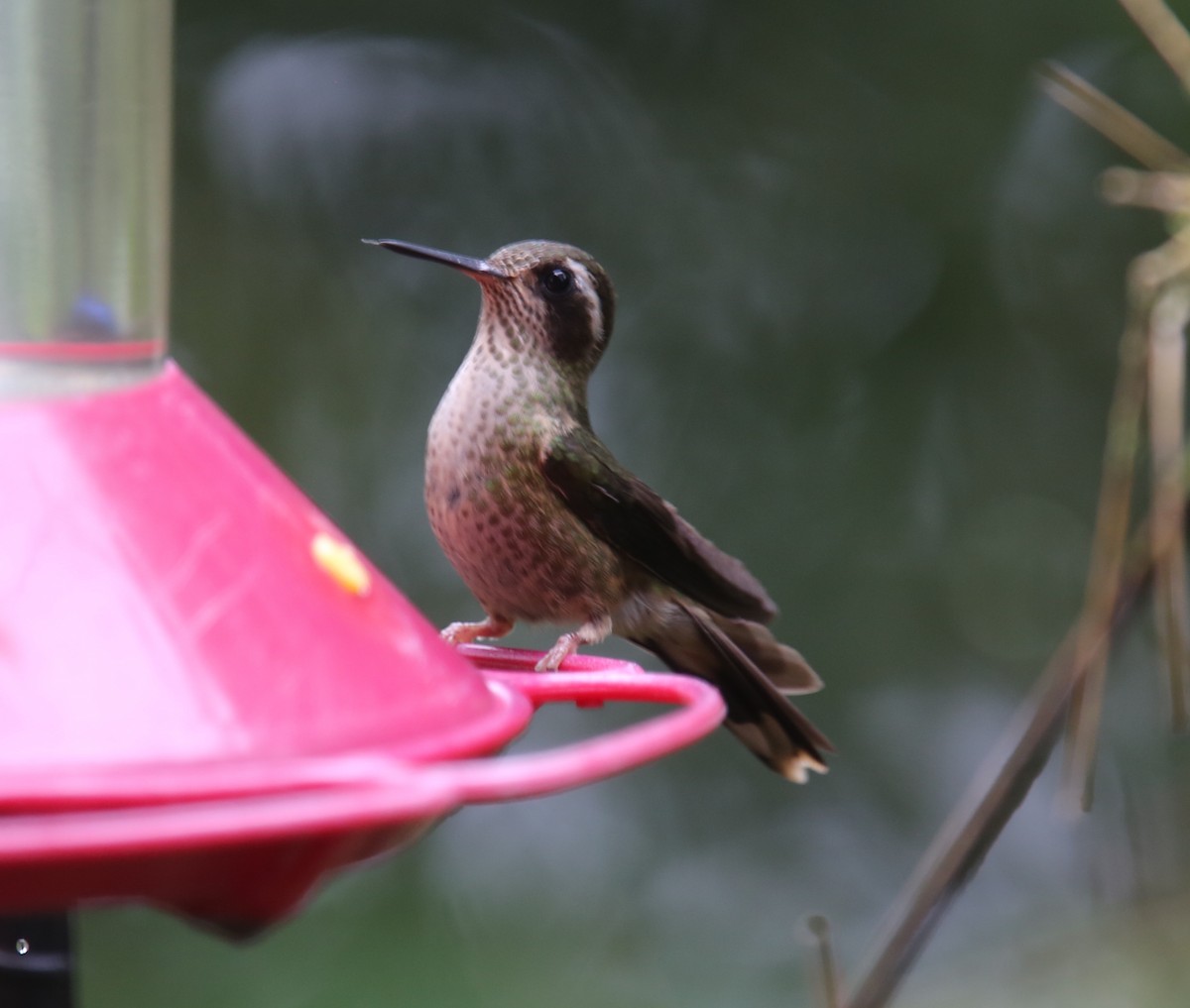 Speckled Hummingbird - Desmond Allen