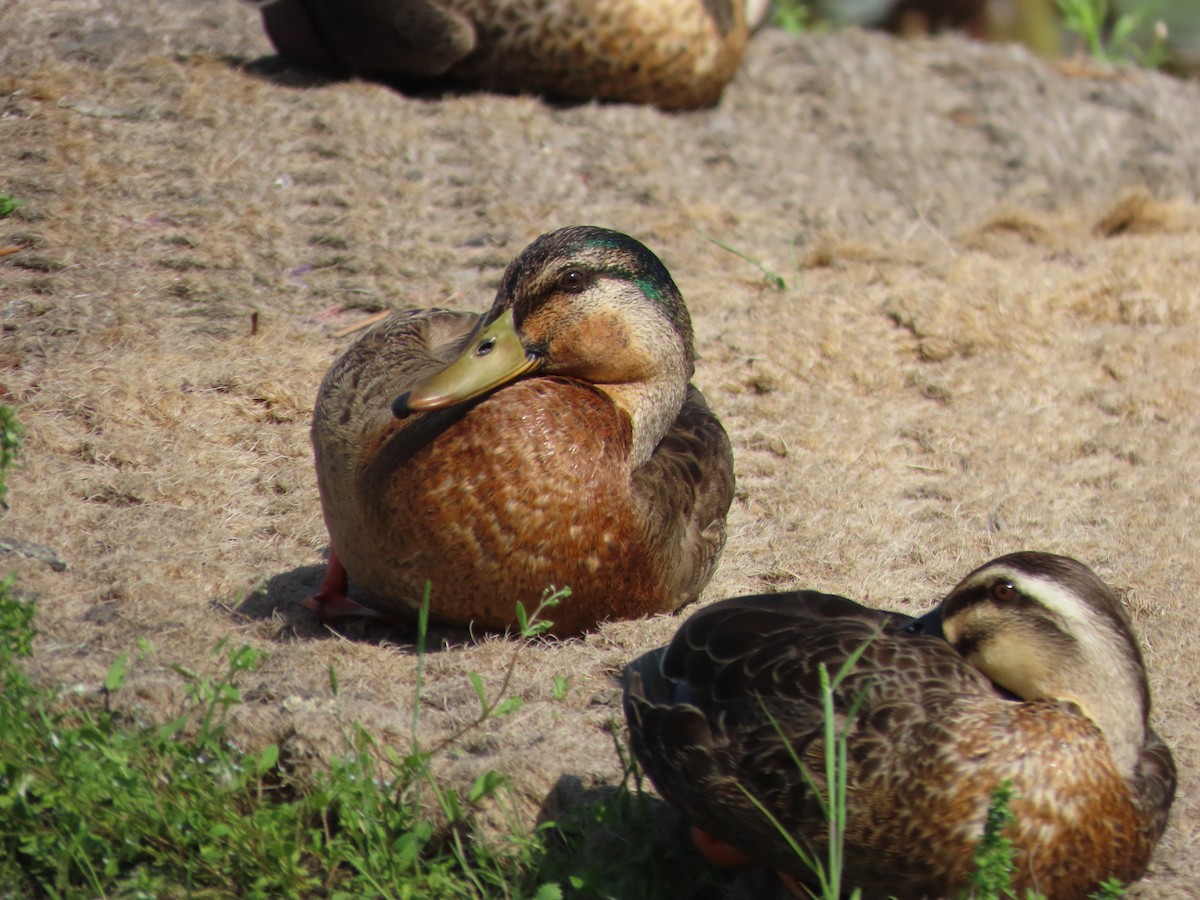Mallard x Eastern Spot-billed Duck (hybrid) - ML618016597