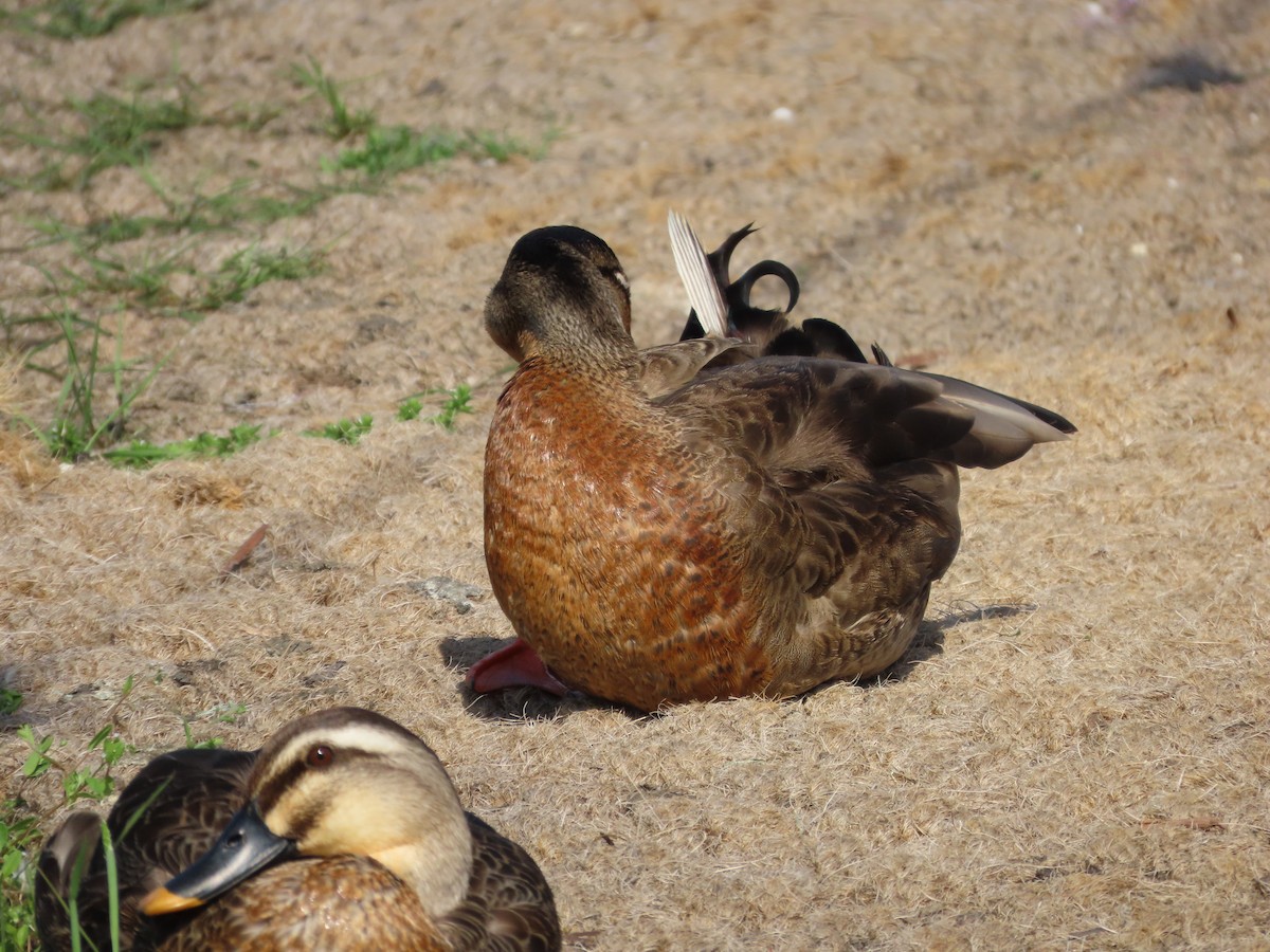 Mallard x Eastern Spot-billed Duck (hybrid) - ML618016598