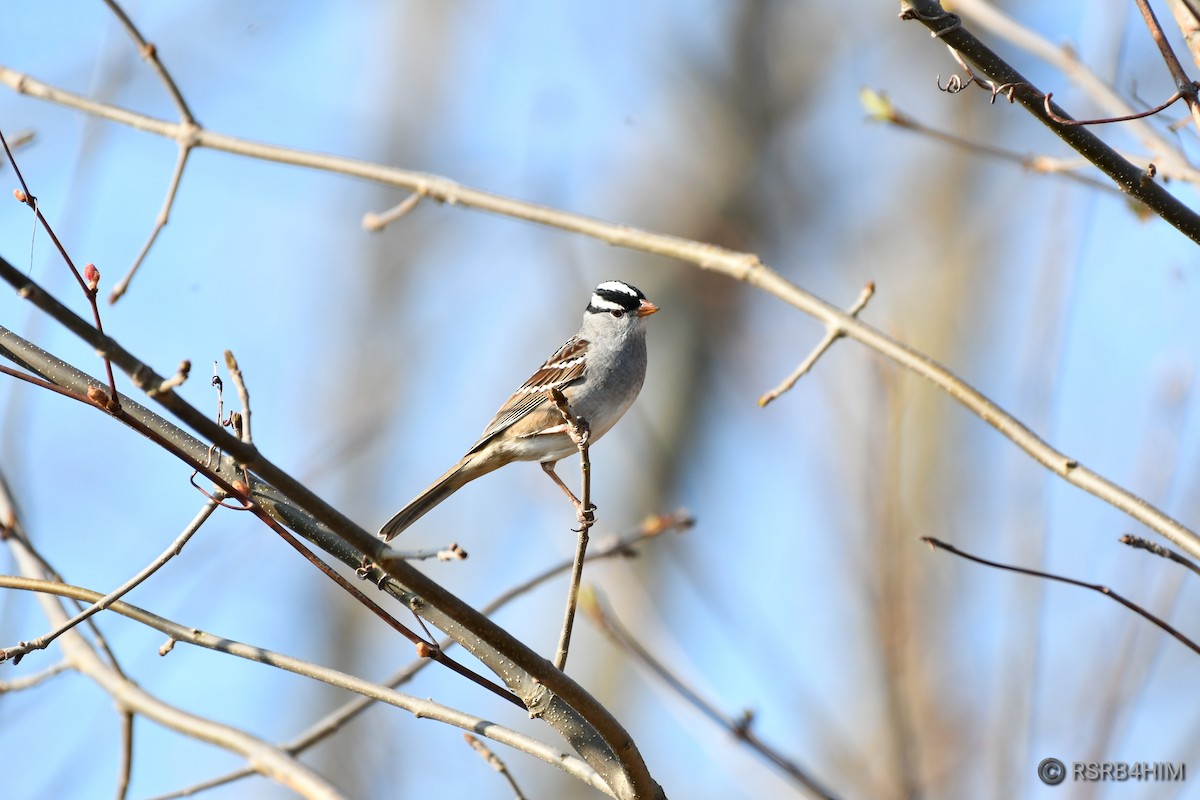 White-crowned Sparrow - ML618016624
