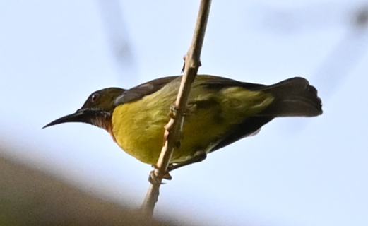 Brown-throated Sunbird - Rainier Tee