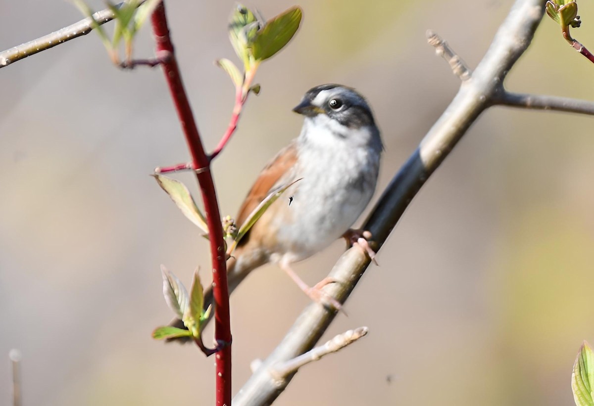 Swamp Sparrow - ML618016635
