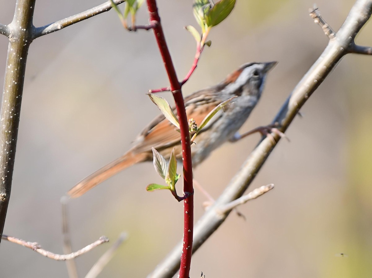 Swamp Sparrow - ML618016636