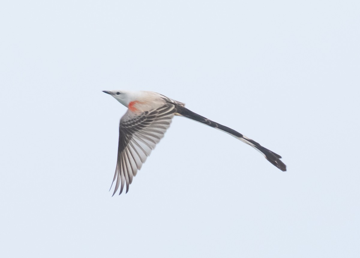 Scissor-tailed Flycatcher - ML618016641
