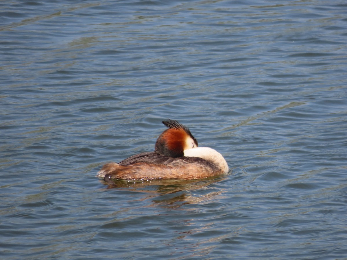 Great Crested Grebe - ML618016642