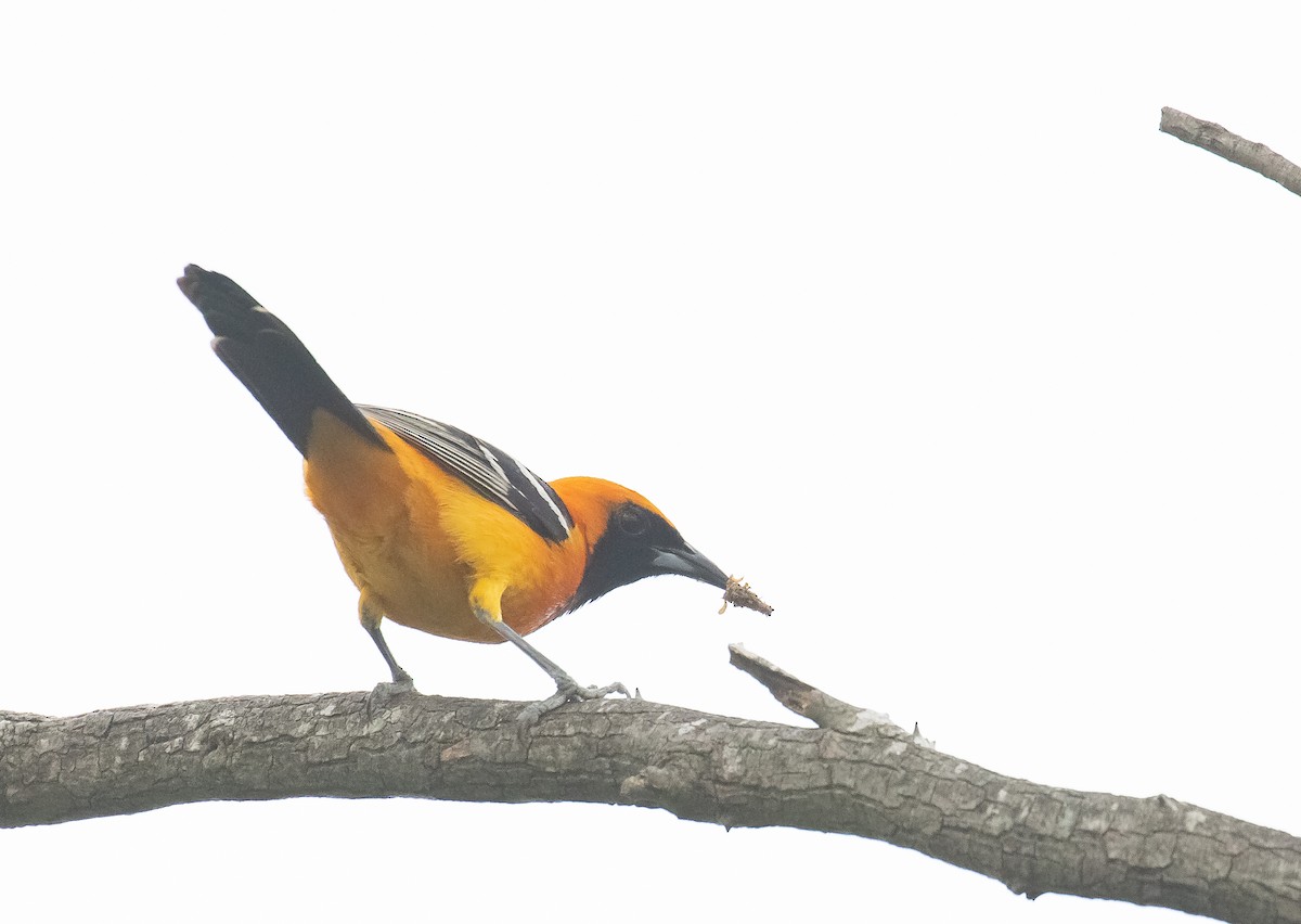 Hooded Oriole - Liam Huber