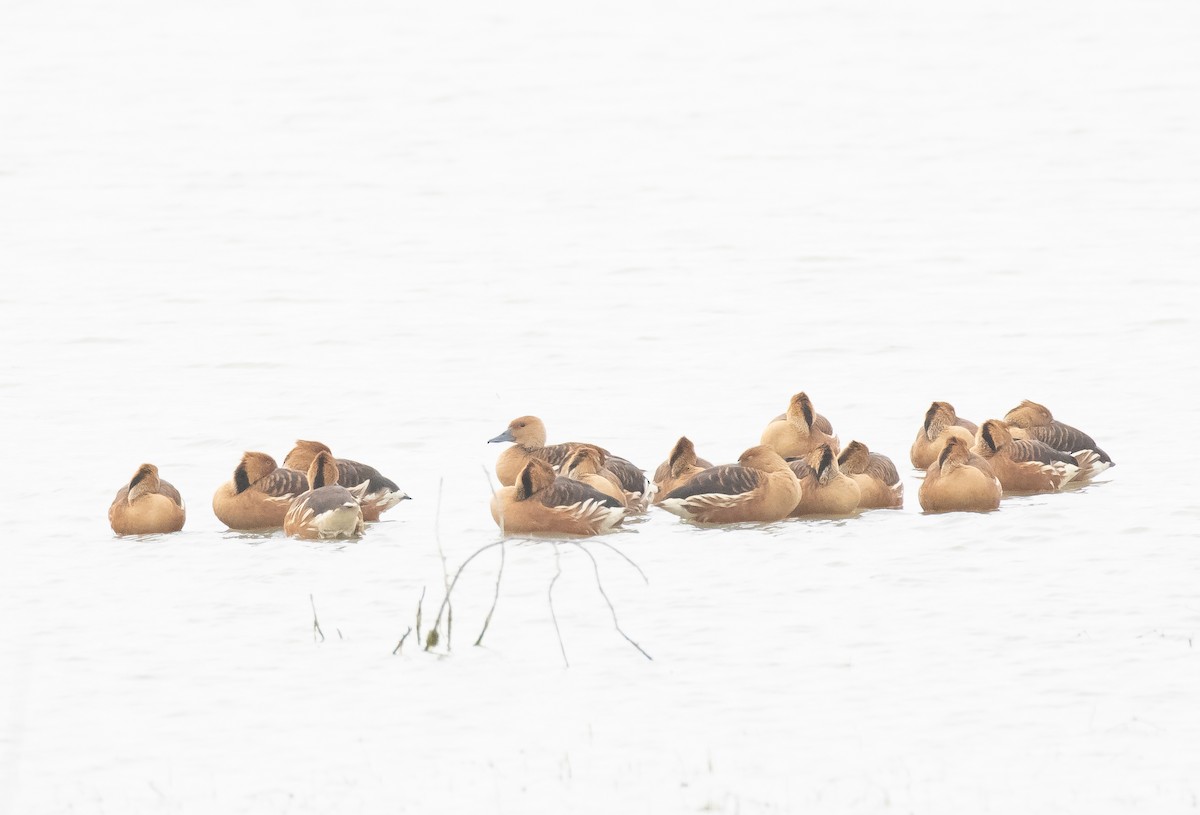 Fulvous Whistling-Duck - ML618016646