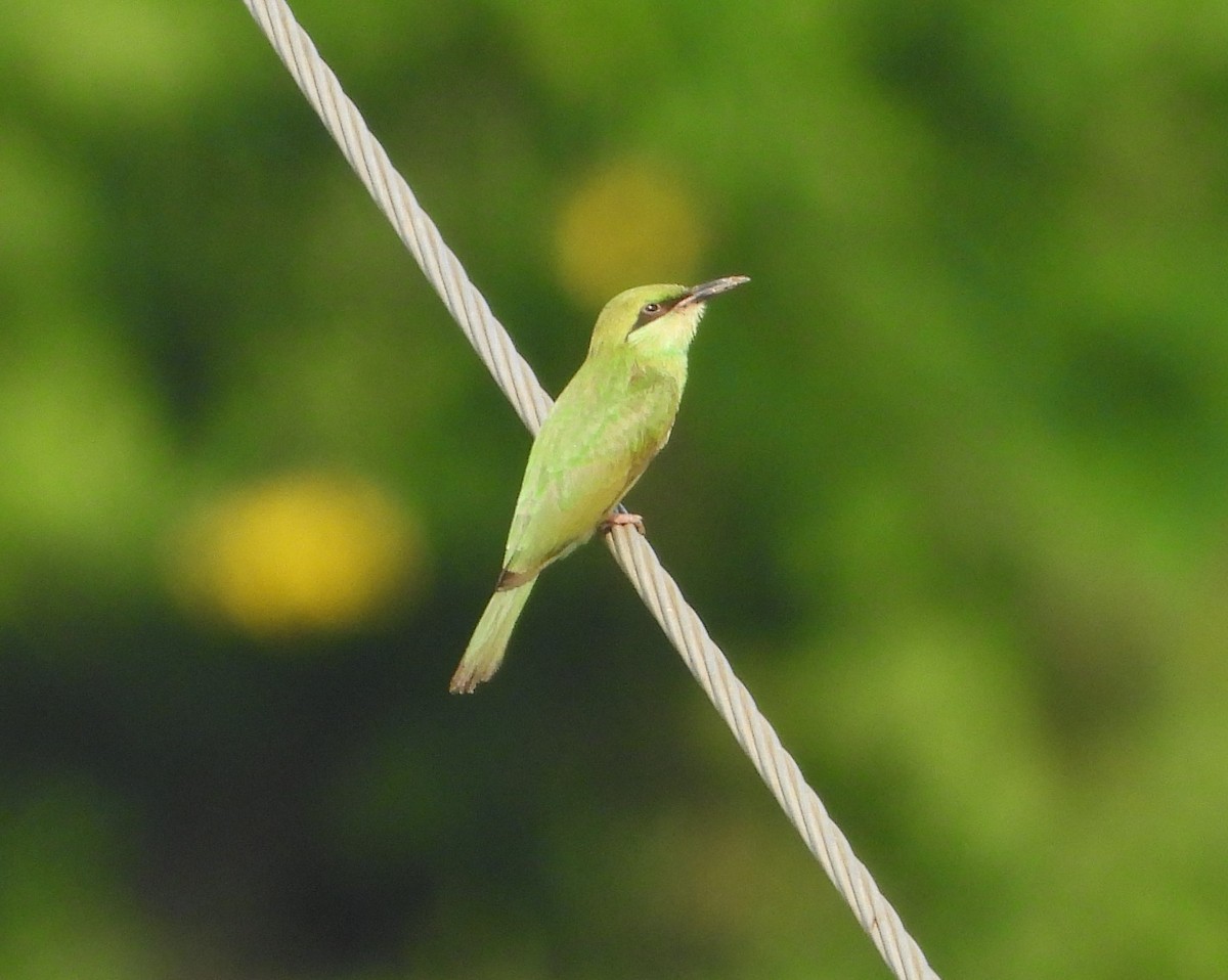 Asian Green Bee-eater - ML618016661