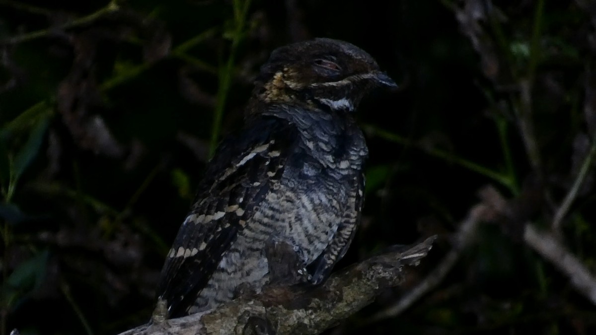 Large-tailed Nightjar - Ian Starling