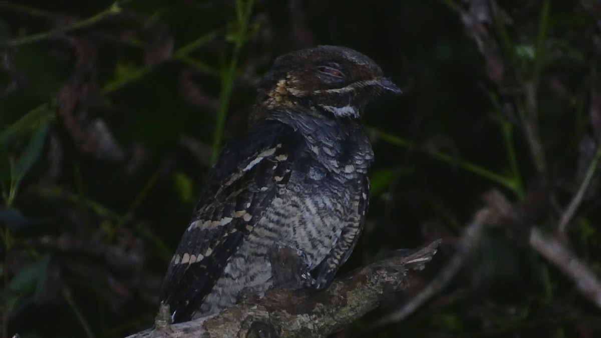 Large-tailed Nightjar - Ian Starling