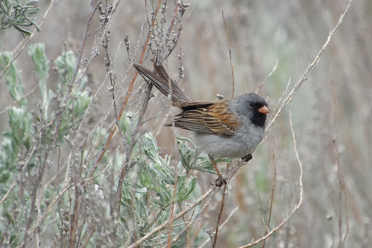 Black-chinned Sparrow - Craig Robson