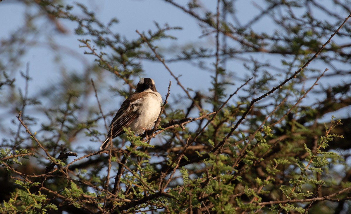 White-browed Sparrow-Weaver (Black-billed) - simon walkley