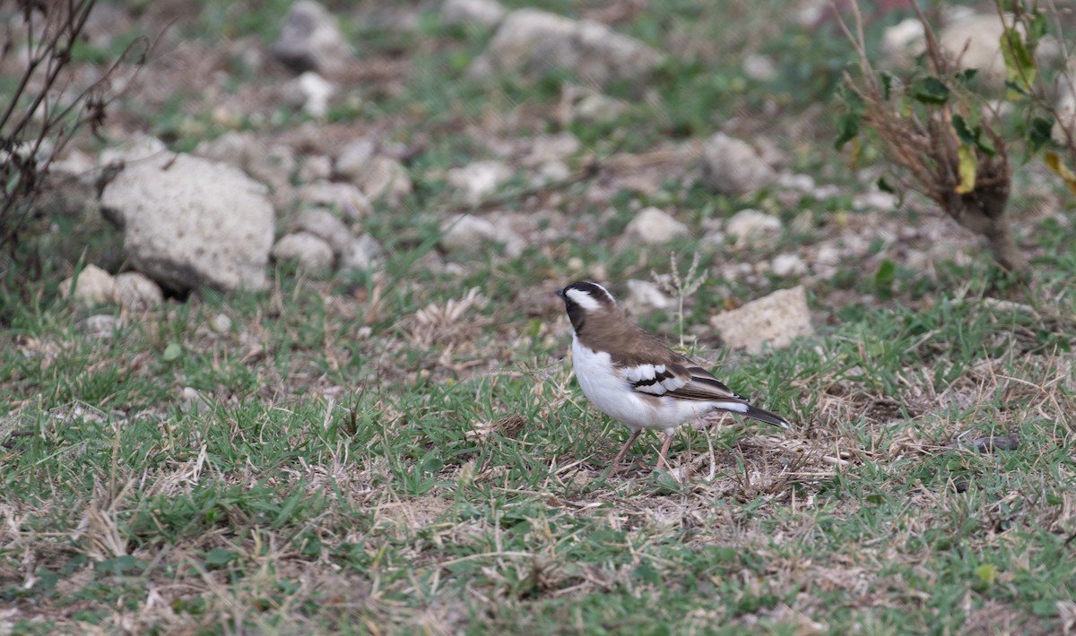White-browed Sparrow-Weaver (Black-billed) - ML618016676