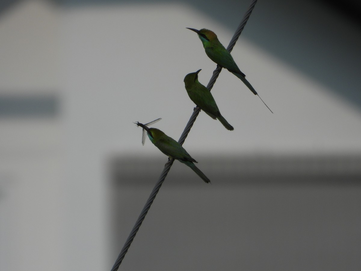 Asian Green Bee-eater - ML618016681