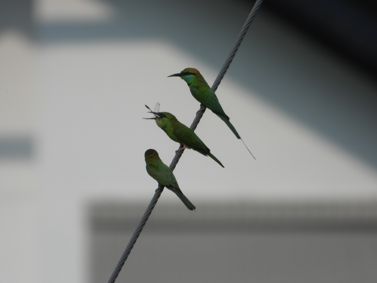 Asian Green Bee-eater - Bindu Krishnan