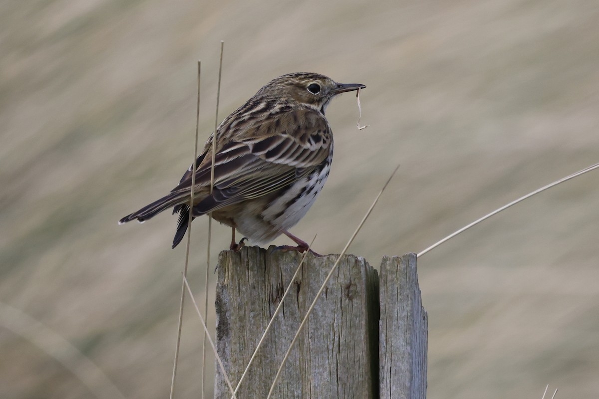 Meadow Pipit - ML618016741