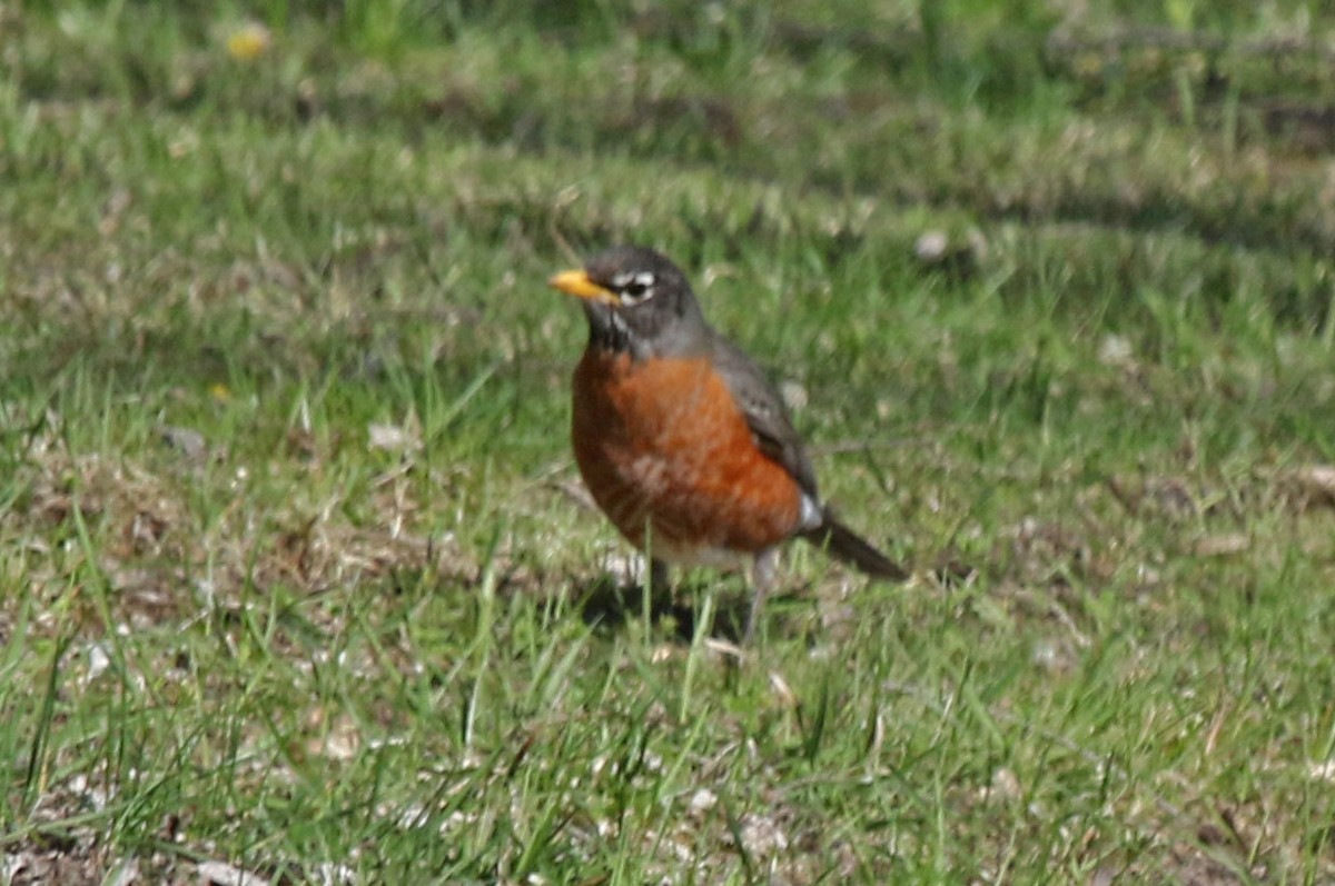 American Robin - Joan and/or George Sims