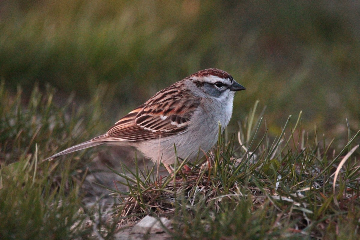 Chipping Sparrow - Valarie Singh