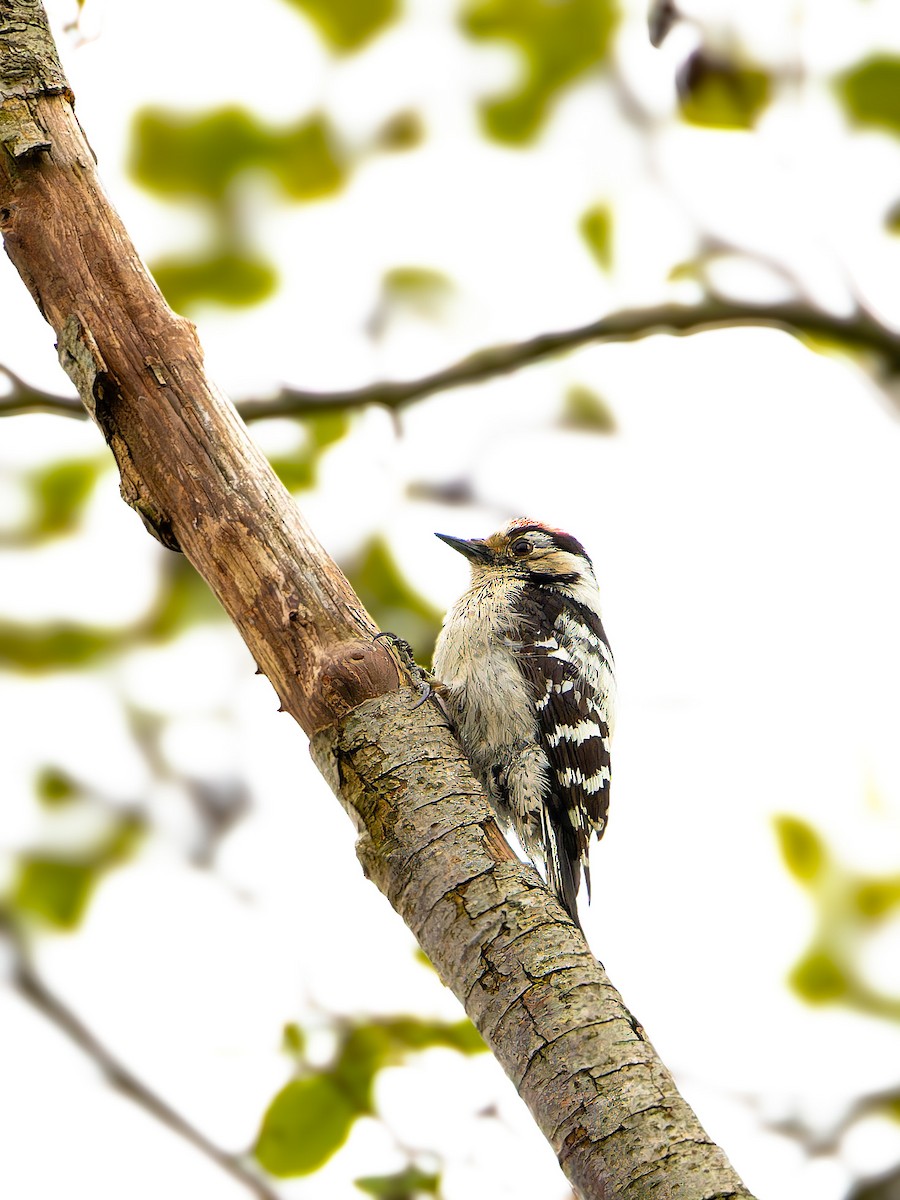 Lesser Spotted Woodpecker - Michał Grądcki
