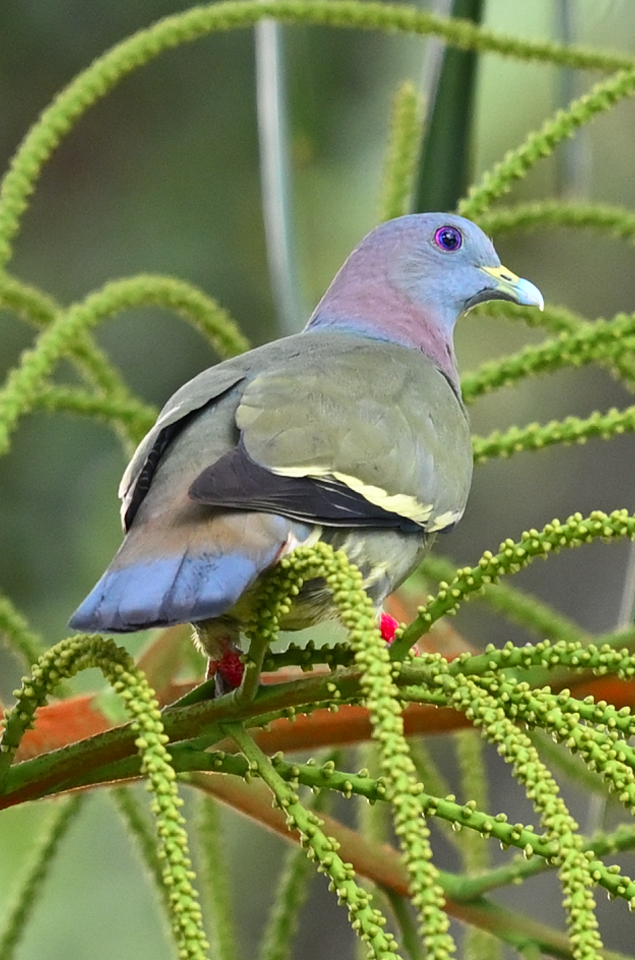 Pink-necked Green-Pigeon - Rainier Tee