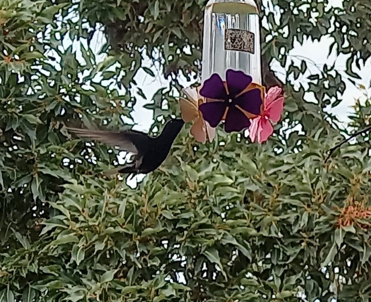 kolibřík černobílý - ML618016771