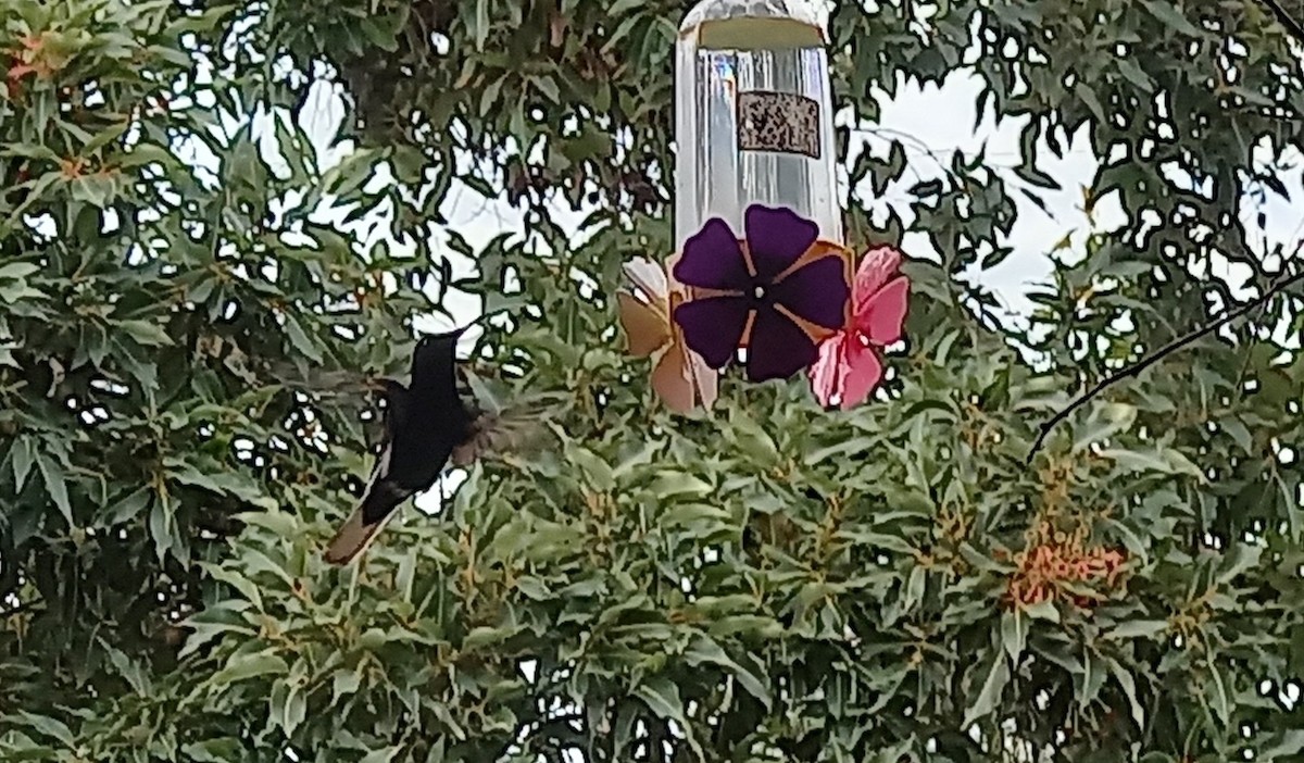 kolibřík černobílý - ML618016772