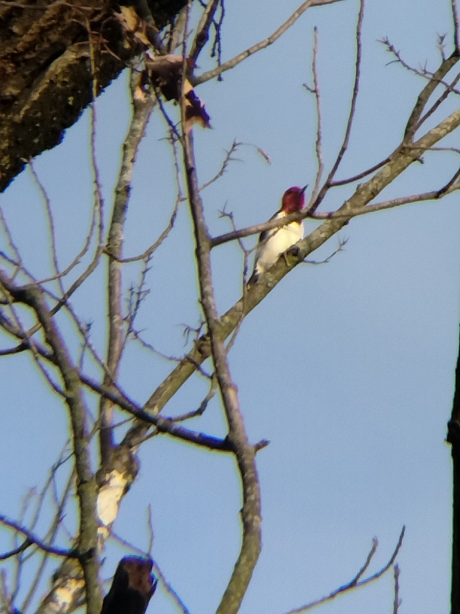 Red-bellied Woodpecker - ML618016785